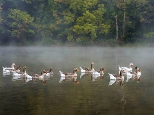 Narrows Duck Pond & Mill Dam